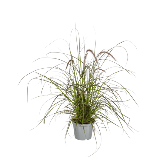 Pennisetum x advena Rubrum – Ø13 cm – 4 Pflanzen - Höhe 50–60 cm – Rotes Ziergras – Winterhart – Sonniger Standort – Dekorativer Horst für Garten & Terrasse 