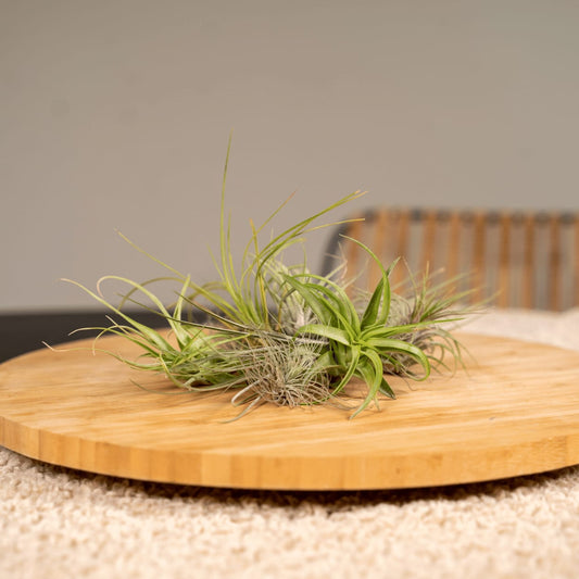 Tillandsia Air Mix – 10 Luftpflanzen – Ø6cm – ca. 6cm hoch – Pflegeleichte Tillandsien-Mischung – Für kreative Deko & helle Innenräume 