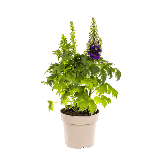 Rittersporn Delphinium elatum Purple – Ø 19 cm – Höhe 45–60 cm – Violettblühende Staude – Für sonnige Beete & Rabatten – Pflegeleicht & aufrecht wachsend 