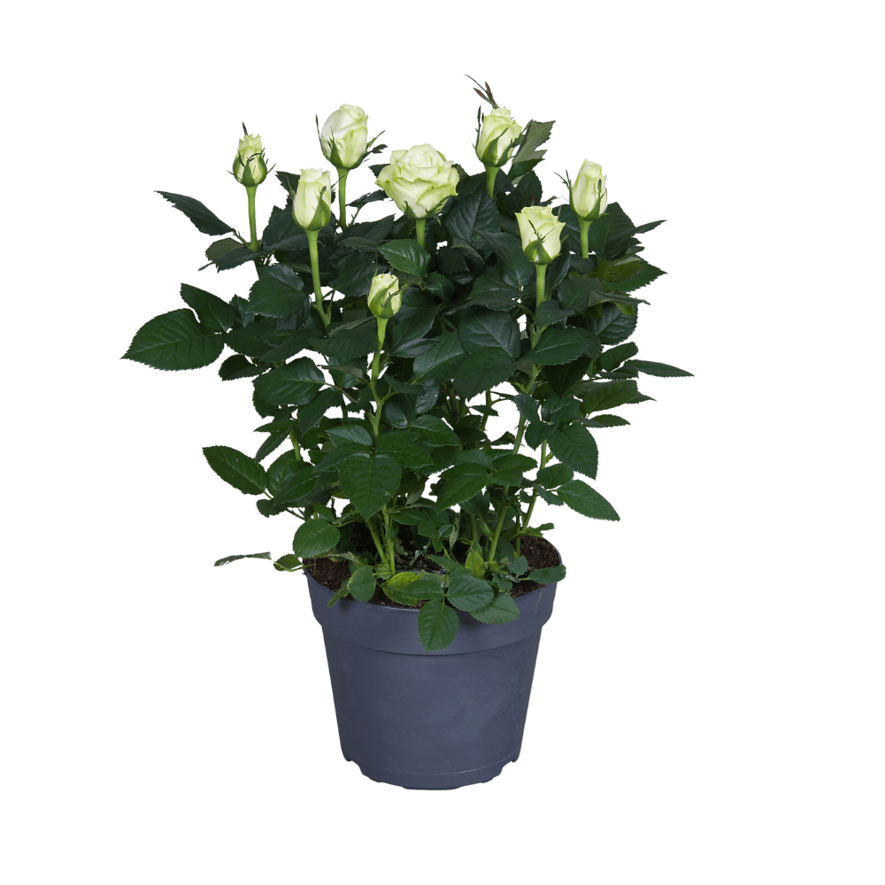 Weiße Topfrose – Ø17cm – ↕45cm – elegante Rose für Balkon, Terrasse & Garten – pflegeleicht & kompakt 
