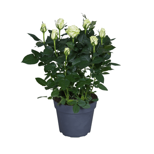 Weiße Topfrose – Ø17cm – ↕45cm – elegante Rose für Balkon, Terrasse & Garten – pflegeleicht & kompakt 