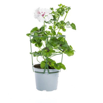 Geranie - Pelargonium peltatum Mix - Ø12 cm - ↕20 cm 