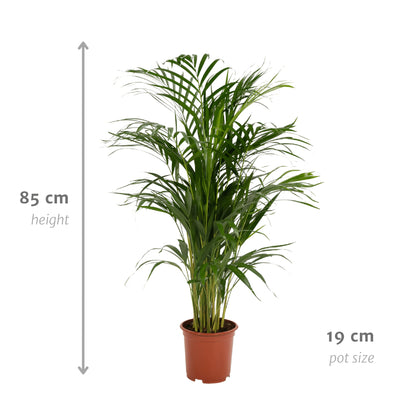 Areca-Palme - Ø17cm - ↕70cm 