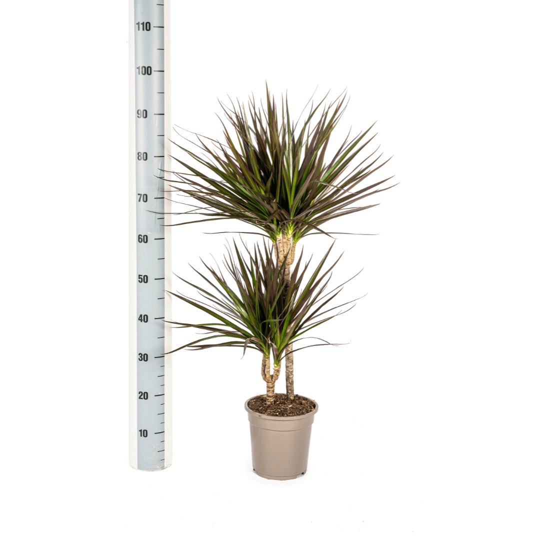 Drachenbaum Dracaena Marginata Magenta – Zimmerpflanze Ø19cm – 70-90cm hoch – Moderne Grünpflanze mit magentafarbenen Blatträndern – Pflegeleicht & dekorativ 