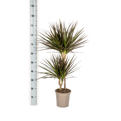Drachenbaum Dracaena Marginata Magenta – Zimmerpflanze Ø19cm – 70-90cm hoch – Moderne Grünpflanze mit magentafarbenen Blatträndern – Pflegeleicht & dekorativ 