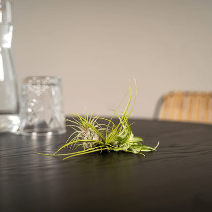 Tillandsia Air Mix – 5 Luftpflanzen – Ø6cm – Pflegeleichte Tillandsien-Mischung – Ohne Erde – Für helle Innenräume & kreative Deko 