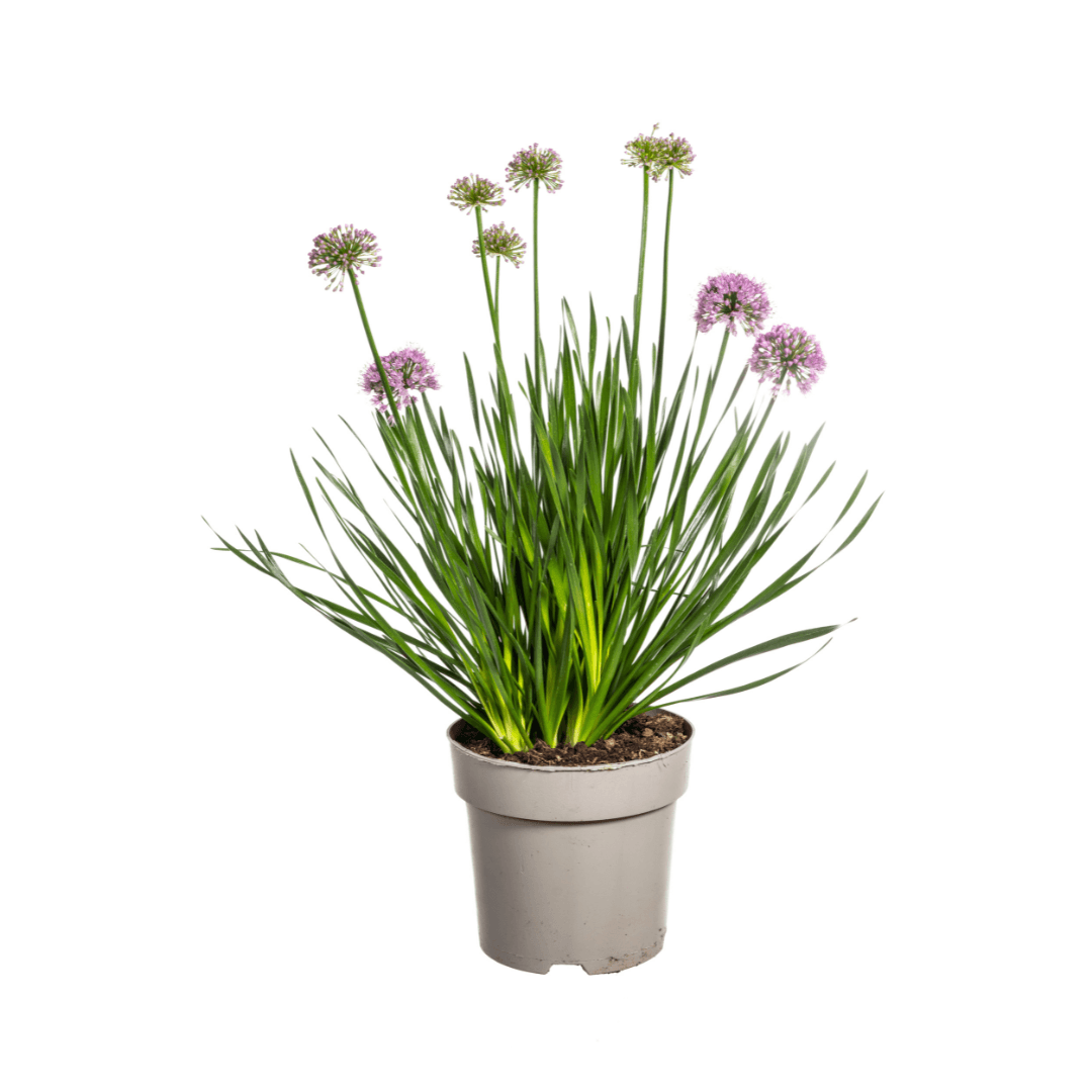 Allium senescens 'Millenium' – Kugellauch – Ø 19 cm – Höhe ca. 60 cm – Rosa Blüte – Für Beet, Steingarten & Topf – Pflegeleicht & trockenheitsverträglich 