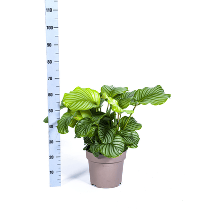 Korbmarante Calathea Orbifolia – Zimmerpflanze – Ø27cm – ↕70-90cm – große dekorative Blätter – pflegeleicht & tropisches Flair 