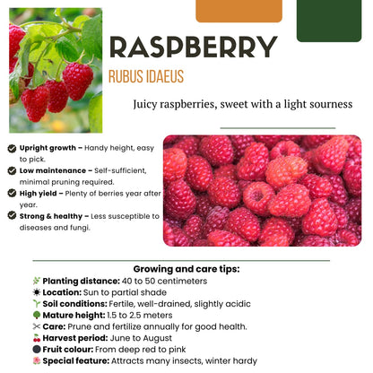 BIO Obstpflanzen – 3 Pflanzen – Himbeere, Blaubeere, Brombeere – 13cm – 20-25cm – Gesund & Lecker – Für Garten, Balkon & Terrasse 