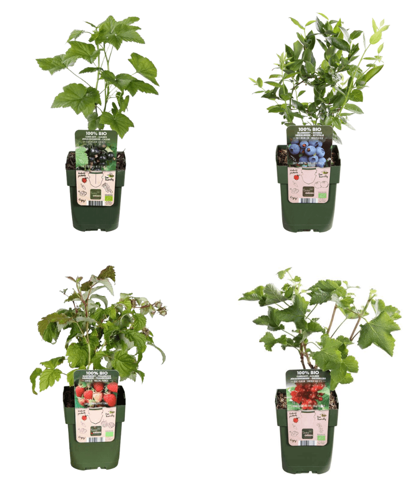 BIO Obstpflanzen Set – Himbeere, Johannisbeere, Blaubeere, Brombeere – 4 Sorten – Biologisches Fruchtparadies Paket – Pflegeleicht & Fruchtreich 