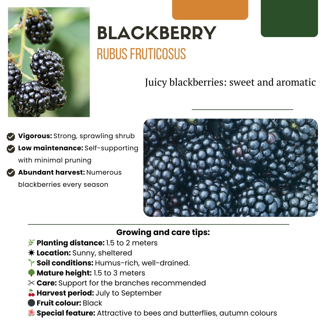 BIO Obstpflanzen Set – Himbeere, Johannisbeere, Blaubeere, Brombeere – 4 Sorten – Biologisches Fruchtparadies Paket – Pflegeleicht & Fruchtreich 