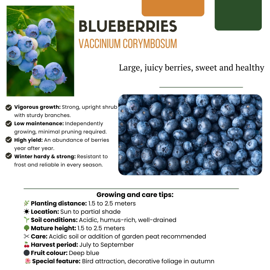 BIO Obstpflanzen Set – Himbeere, Johannisbeere, Blaubeere, Brombeere – 4 Sorten – Biologisches Fruchtparadies Paket – Pflegeleicht & Fruchtreich 