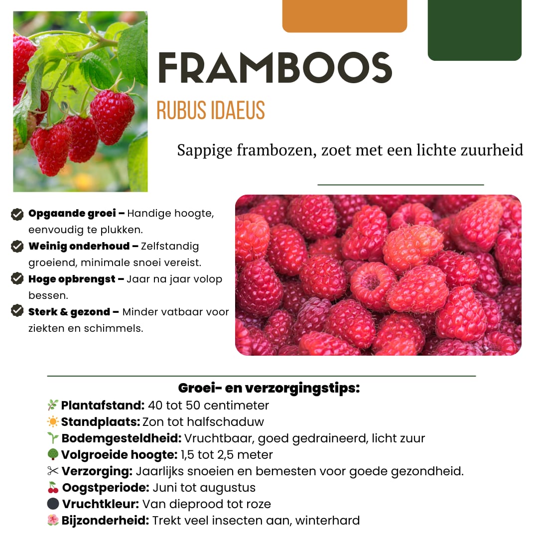 BIO Obstpflanzen Set – Himbeere, Johannisbeere, Blaubeere, Brombeere – 4 Sorten – Biologisches Fruchtparadies Paket – Pflegeleicht & Fruchtreich 