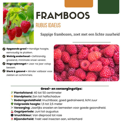 BIO Obstpflanzen Set – Himbeere, Johannisbeere, Blaubeere, Brombeere – 4 Sorten – Biologisches Fruchtparadies Paket – Pflegeleicht & Fruchtreich 