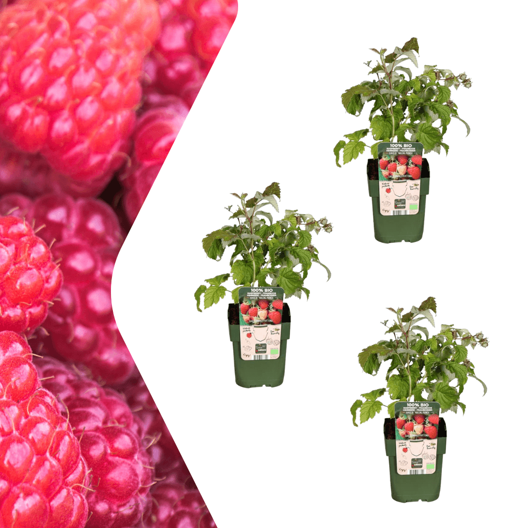 Rubus idaeus – Bio-Himbeere – Ø13cm – ↕20cm – 3 Pflanzen – Biologische Himbeerpflanzen – Für Garten, Balkon & Terrasse 