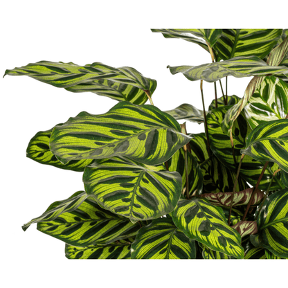 Calathea Makoyana – Pfauenpflanze – Große Zimmerpflanze Ø27 cm – 60-80 cm hoch – Ovale Blätter mit auffälligem Muster – Indirektes Licht – Pflegeleicht & Luftverbessernd 
