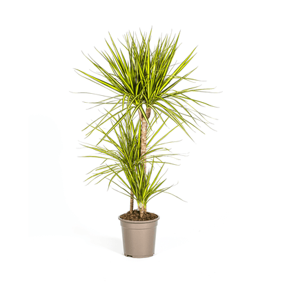 Drachenbaum - Dracaena Marginata ‘Sunray’ – Zimmerpflanze – Ø21 cm – Höhe 100–110 cm – Tropischer Farbkontrast – Pflegeleicht & dekorativ 