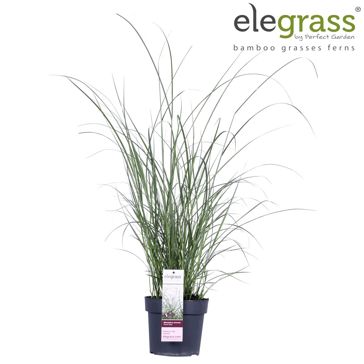 Chinaschilf - Miscanthus sinensis 'Ferner Osten' - Ø19cm ↕50cm - Ziergras mit roten Stängeln & rotbraunen Blüten - Winterhart & pflegeleicht 