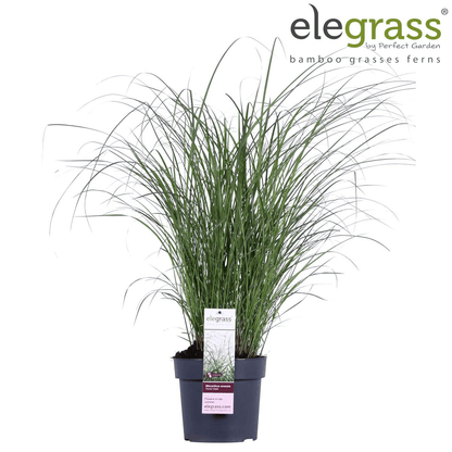 Chinaschilf - Miscanthus sinensis 'Ferner Osten' - Ø19cm ↕50cm - Ziergras mit roten Stängeln & rotbraunen Blüten - Winterhart & pflegeleicht 