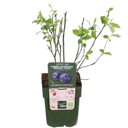 Vaccinium corymbosum 'Reka' – Blaubeere – Ø13cm – ↕45cm – Bio-Anbau – Ertragreiche Heidelbeere 