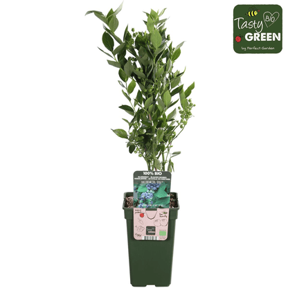 Vaccinium corymbosum 'Reka' – Blaubeere – Ø13cm – ↕45cm – Bio-Anbau – Ertragreiche Heidelbeere 