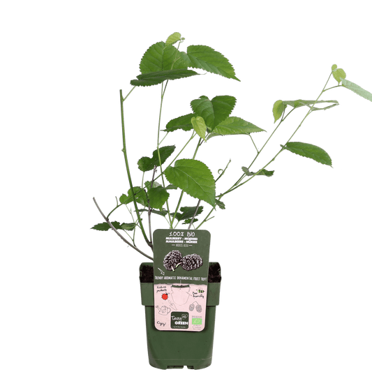 Schwarze Maulbeere – Morus nigra 'Mulle' – Ø13cm – ↕45cm – Bio-Anbau – Vitaminreiche Obstpflanze für Garten & Topf 