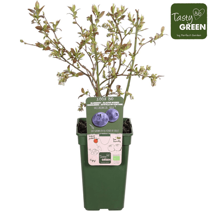 Vaccinium corymbosum 'Reka' – Blaubeere – Ø13cm – ↕45cm – Bio-Anbau – Ertragreiche Heidelbeere 