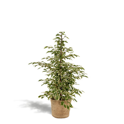 Ficus benjamina Twilight - Ø21cm - ↕95cm + Korb Selin 