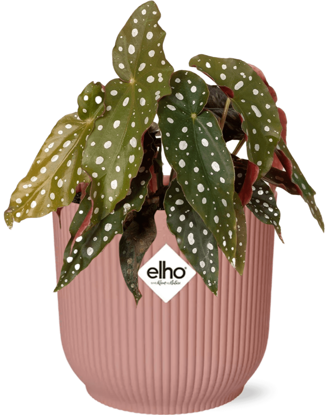 Forellenbegonie – Begonia Maculata Zimmerpflanze + Vibes Fold Topf 14cm Rosa – Elegante Indoor-Pflanze mit Punkten 