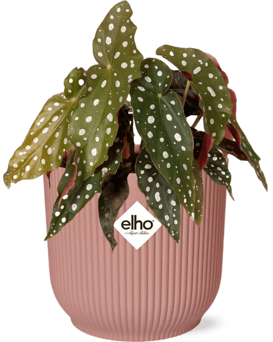 Forellenbegonie – Begonia Maculata Zimmerpflanze + Vibes Fold Topf 14cm Rosa – Elegante Indoor-Pflanze mit Punkten 