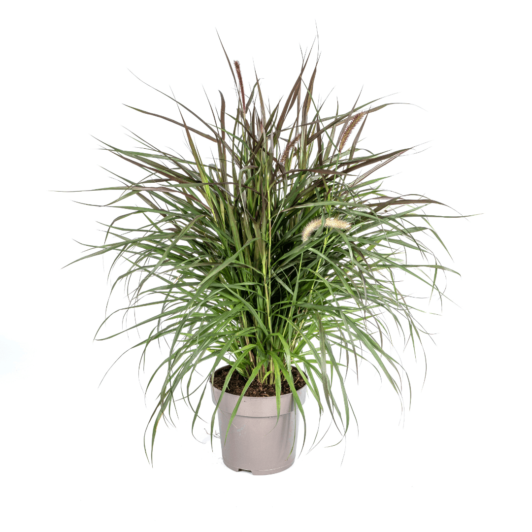 Pennisetum x advena Chelsea – Ø27 cm – Höhe 70–80 cm – Elegantes Ziergras – Creme-Rosaviolette Blüten – Winterhart – Sonniger bis halbschattiger Standort – Für Garten & Terrasse 