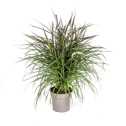 Pennisetum x advena Chelsea – Ø27 cm – Höhe 70–80 cm – Elegantes Ziergras – Creme-Rosaviolette Blüten – Winterhart – Sonniger bis halbschattiger Standort – Für Garten & Terrasse 
