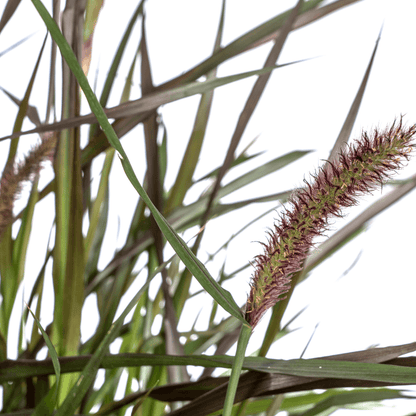 Pennisetum x advena Chelsea – Ø27 cm – Höhe 70–80 cm – Elegantes Ziergras – Creme-Rosaviolette Blüten – Winterhart – Sonniger bis halbschattiger Standort – Für Garten & Terrasse 
