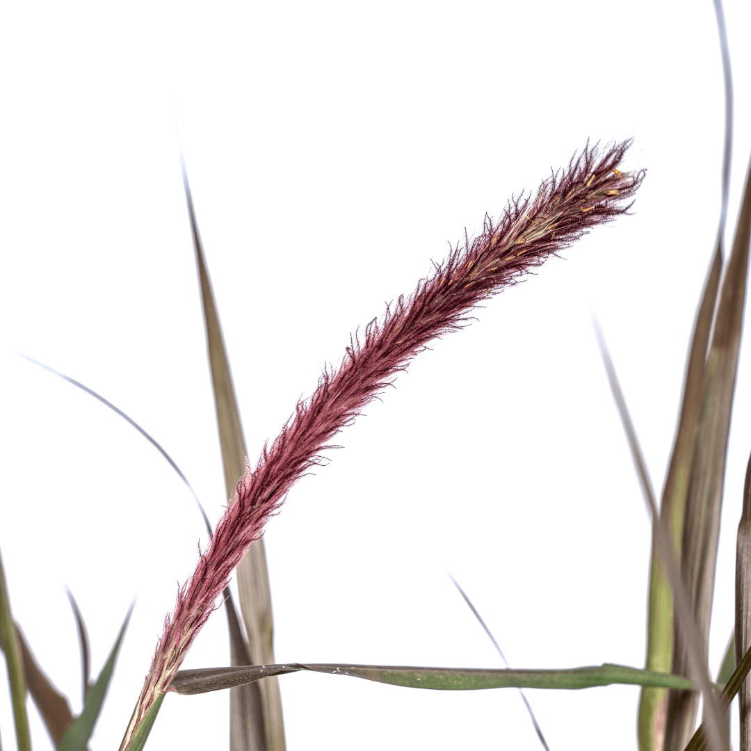 Pennisetum x advena Chelsea – Ø27 cm – Höhe 70–80 cm – Elegantes Ziergras – Creme-Rosaviolette Blüten – Winterhart – Sonniger bis halbschattiger Standort – Für Garten & Terrasse 