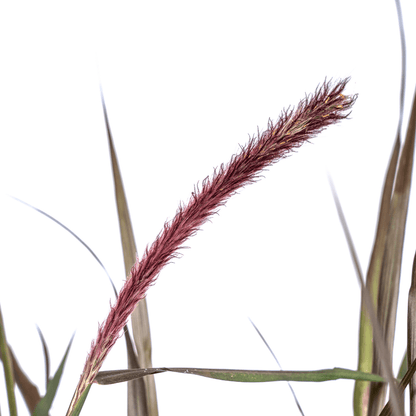 Pennisetum x advena Chelsea – Ø27 cm – Höhe 70–80 cm – Elegantes Ziergras – Creme-Rosaviolette Blüten – Winterhart – Sonniger bis halbschattiger Standort – Für Garten & Terrasse 