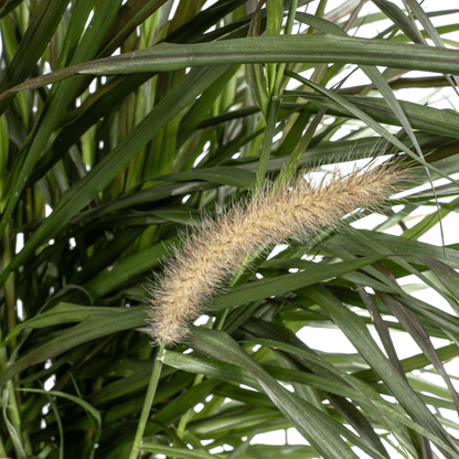 Pennisetum x advena Chelsea – Ø27 cm – Höhe 70–80 cm – Elegantes Ziergras – Creme-Rosaviolette Blüten – Winterhart – Sonniger bis halbschattiger Standort – Für Garten & Terrasse 