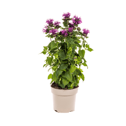 Monarda didyma ‘Purple’ – Ø19 cm – Höhe 45–60 cm – Indianernessel mit violetten Blüten – Winterharte Bienenstaude für sonnige Beete & Naturgärten 