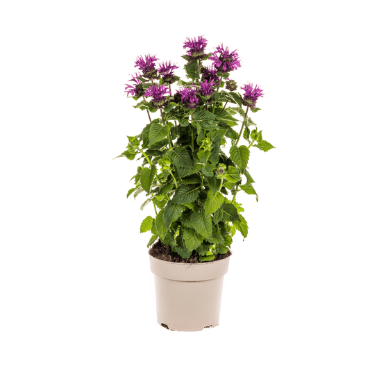 Monarda didyma ‘Purple’ – Ø19 cm – Höhe 45–60 cm – Indianernessel mit violetten Blüten – Winterharte Bienenstaude für sonnige Beete & Naturgärten 