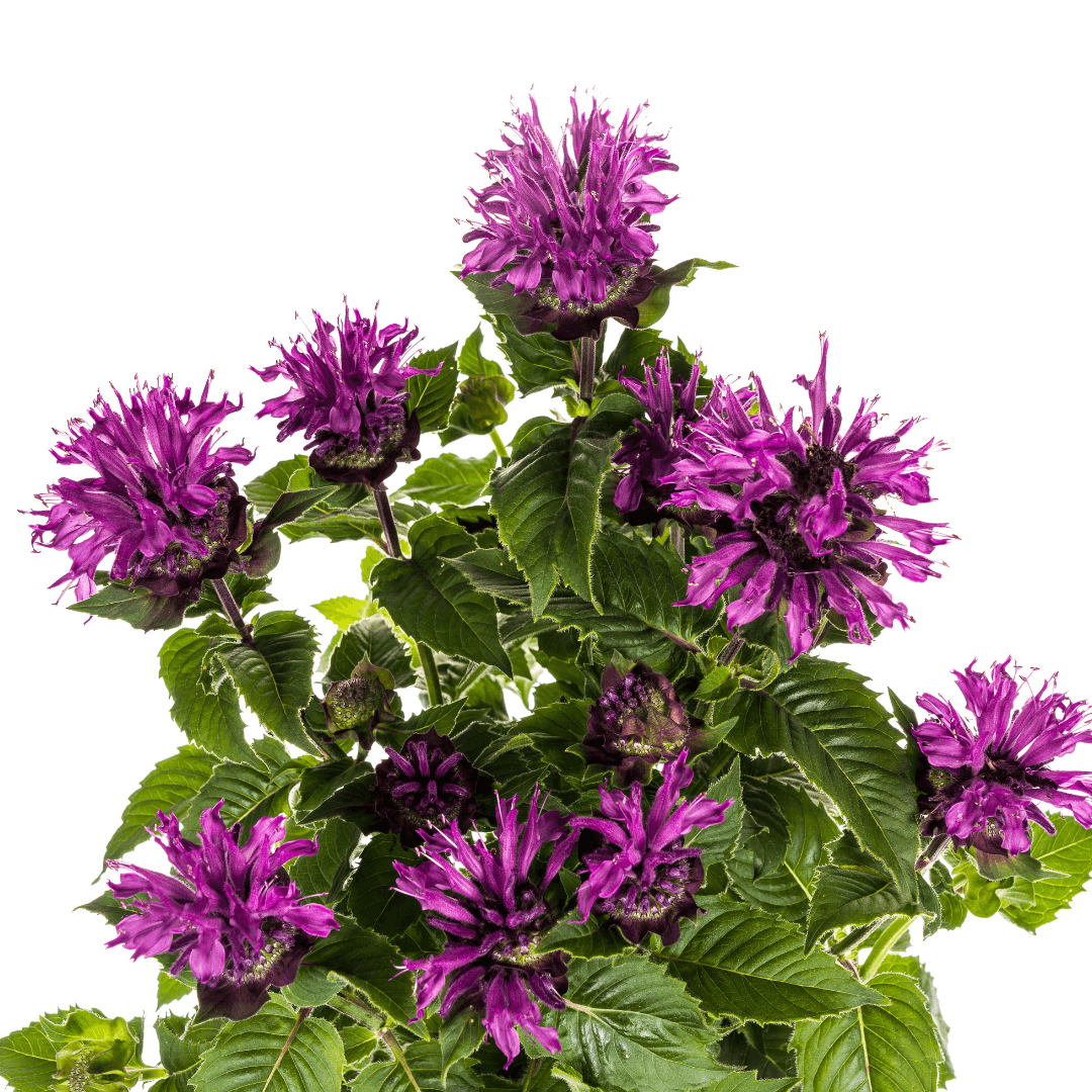 Monarda didyma ‘Purple’ – Ø19 cm – Höhe 45–60 cm – Indianernessel mit violetten Blüten – Winterharte Bienenstaude für sonnige Beete & Naturgärten 