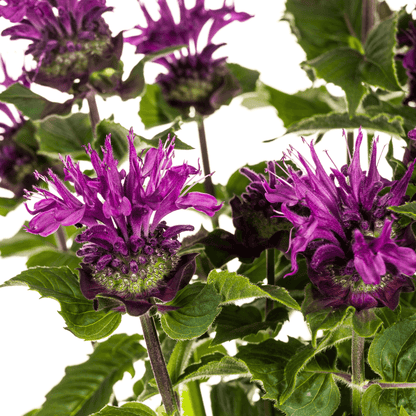 Monarda didyma ‘Purple’ – Ø19 cm – Höhe 45–60 cm – Indianernessel mit violetten Blüten – Winterharte Bienenstaude für sonnige Beete & Naturgärten 