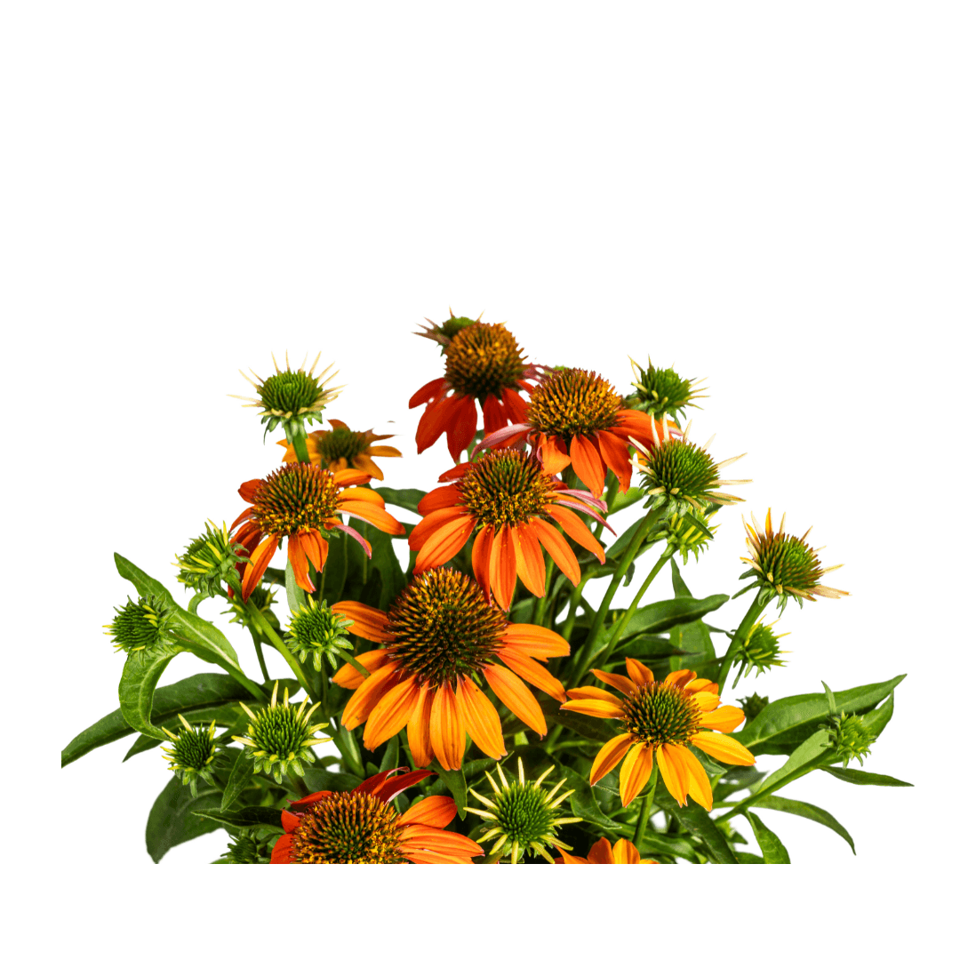 Echinacea purpurea Orange – Sonnenhut mit orangefarbenen Blüten – Ø 19 cm – Höhe 60–70 cm – Staudenpflanze – Für Beet & naturnahe Gärten – Sonniger Standort – Pflegeleicht 
