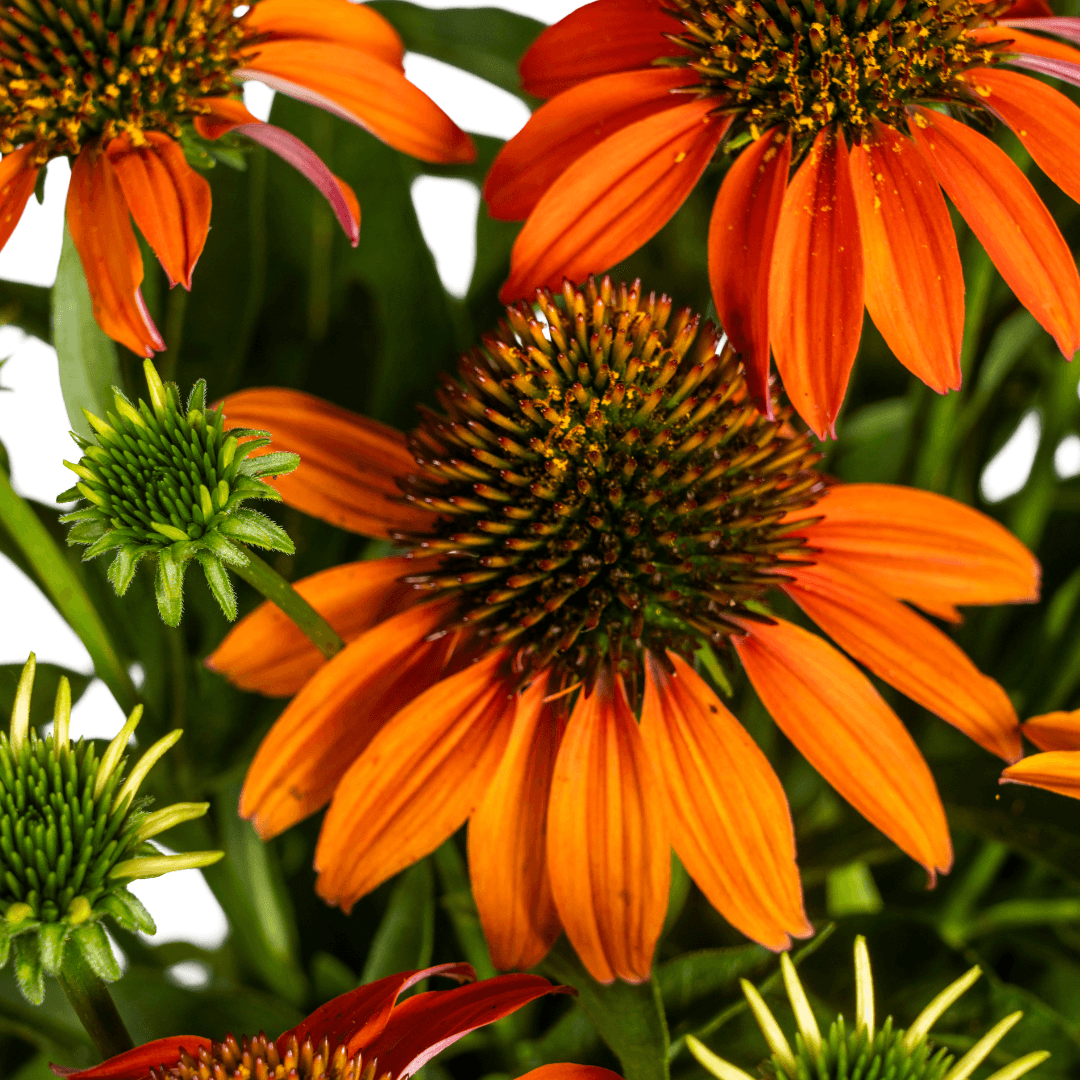 Echinacea purpurea Orange – Sonnenhut mit orangefarbenen Blüten – Ø 19 cm – Höhe 60–70 cm – Staudenpflanze – Für Beet & naturnahe Gärten – Sonniger Standort – Pflegeleicht 