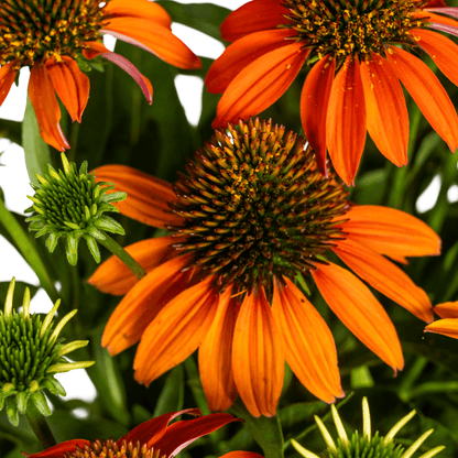 Echinacea purpurea Orange – Sonnenhut mit orangefarbenen Blüten – Ø 19 cm – Höhe 60–70 cm – Staudenpflanze – Für Beet & naturnahe Gärten – Sonniger Standort – Pflegeleicht 