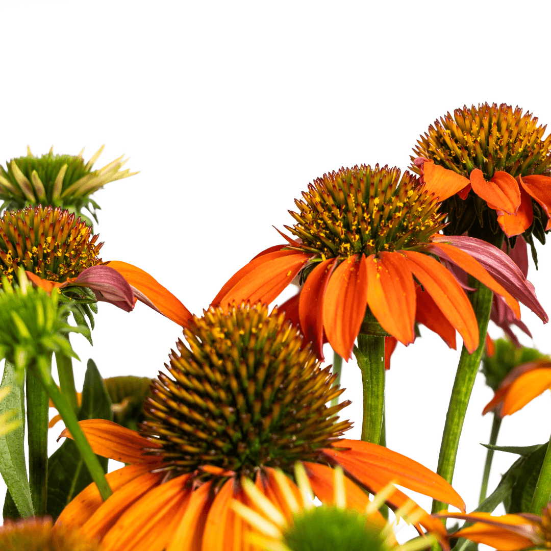 Echinacea purpurea Orange – Sonnenhut mit orangefarbenen Blüten – Ø 19 cm – Höhe 60–70 cm – Staudenpflanze – Für Beet & naturnahe Gärten – Sonniger Standort – Pflegeleicht 