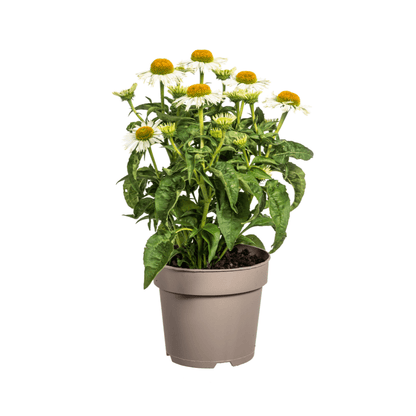 Echinacea purpurea White – Sonnenhut mit weißen Blüten – Ø 19 cm – Höhe 60-70 cm – Staudenpflanze – Für Beet & Staudenrabatten – Sonnenliebend & pflegeleicht 