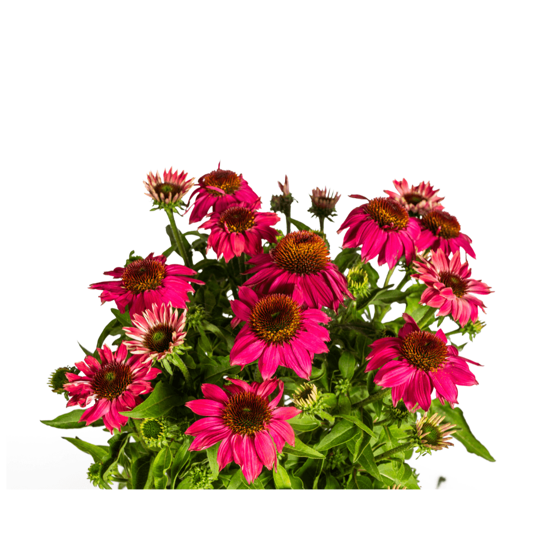 Echinacea purpurea Purple – Sonnenhut mit violetten Blüten – Ø 19 cm Topf – Höhe 60-70 cm – Staudenpflanze – Für Beet & Staudenrabatten – Sonniger Standort – Pflegeleicht 