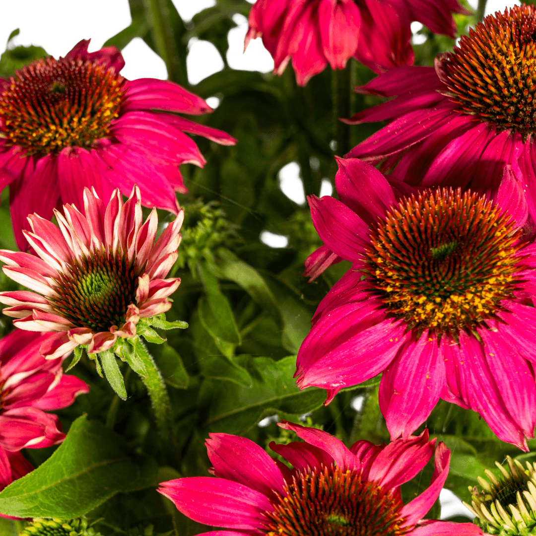 Echinacea purpurea Purple – Sonnenhut mit violetten Blüten – Ø 19 cm Topf – Höhe 60-70 cm – Staudenpflanze – Für Beet & Staudenrabatten – Sonniger Standort – Pflegeleicht 