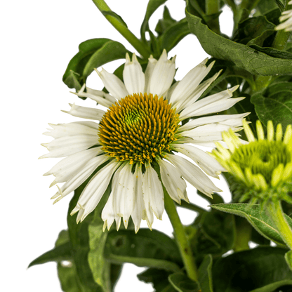 Echinacea purpurea White – Sonnenhut mit weißen Blüten – Ø 19 cm – Höhe 60-70 cm – Staudenpflanze – Für Beet & Staudenrabatten – Sonnenliebend & pflegeleicht 