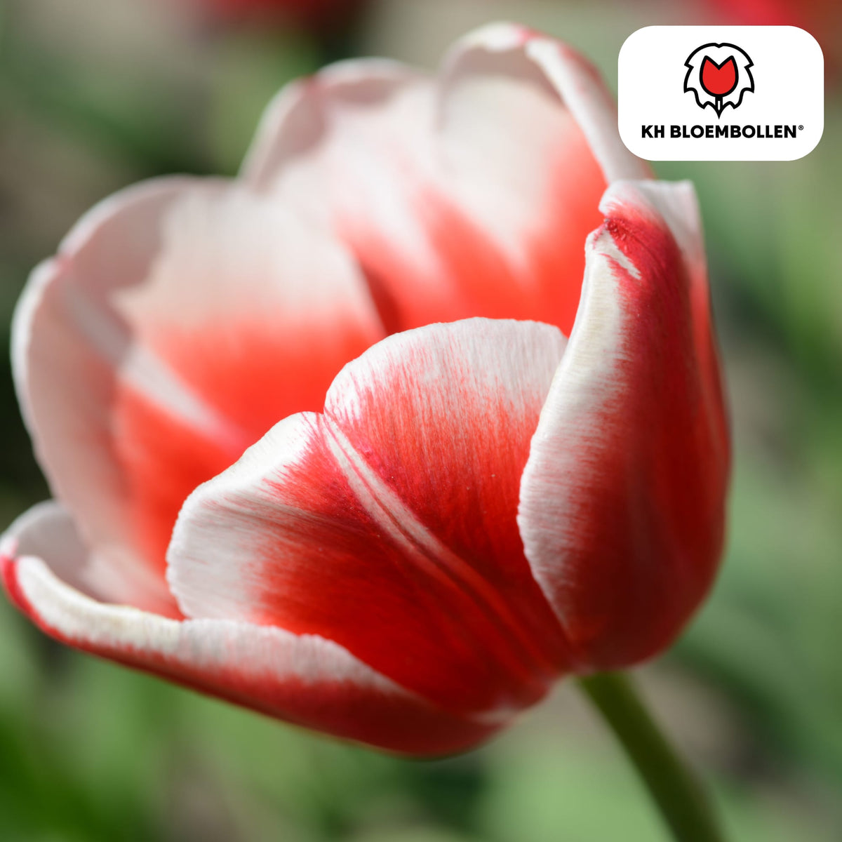 Tulpenzwiebeln Candy Apple Delight – 20 Blumenzwiebeln – Rot-weiße Tulpen – Frühlingstulpen für Garten & Topf – Frisch vom Züchter 
