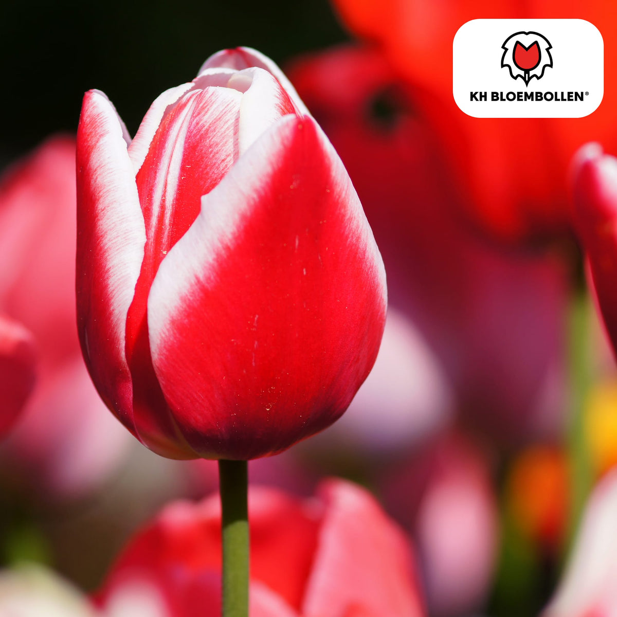 Tulpenzwiebeln Candy Apple Delight – 20 Blumenzwiebeln – Rot-weiße Tulpen – Frühlingstulpen für Garten & Topf – Frisch vom Züchter 